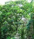 Amazon Tree-grape  ، Uvilla